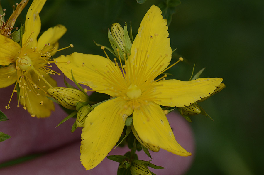 Hypericum petali seghettati, Hypericum perforatum sl.